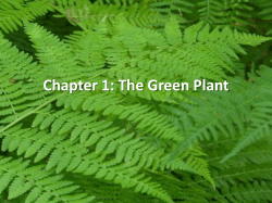 Chapter 1: The Green Plant