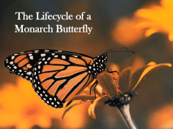 The Lifecycle of a Monarch Butterfly