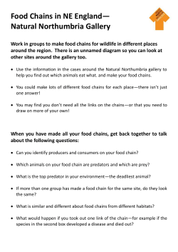 Food Chains Gallery Worksheets