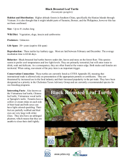 Black Breasted Leaf Turtle