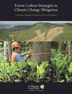 Forest Carbon Strategies in Climate Change Mitigation