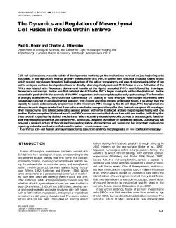 The Dynamics and Regulation of Mesenchymal Cell