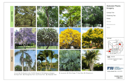 Selected Plants Imagery 2 3 6 7 10 1 5 9 4 8 12 11