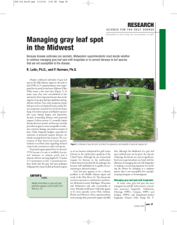 Managing gray leaf spot in the Midwest