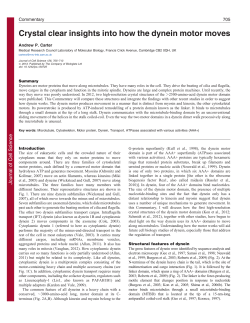 Crystal clear insights into how the dynein motor moves