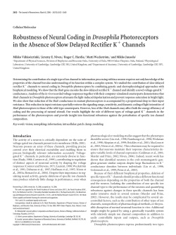 Robustness of Neural Coding inDrosophilaPhotoreceptors in the