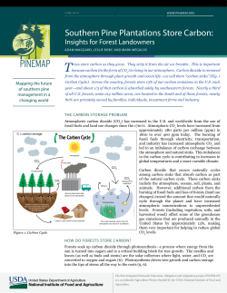 Southern Pine Plantations Store Carbon