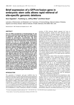 Brief expression of a GFPcre fusion gene in embryonic stem cells
