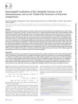 Immunogold Localization of Key Metabolic Enzymes in the