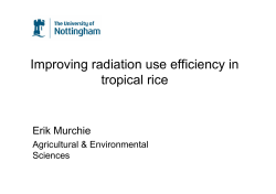 Radiation use efficiency in tropical rice