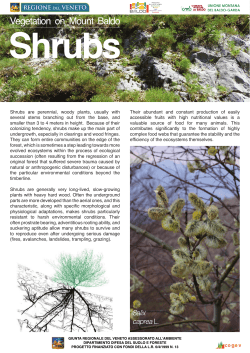 Shrubs are perennial, woody plants, usually with several stems