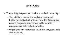 Meiosis