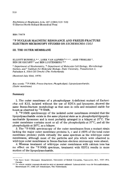 31p NUCLEAR MAGNETIC RESONANCE AND FREEZE