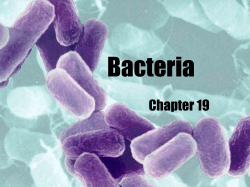 Bacteria - saddlespace.org