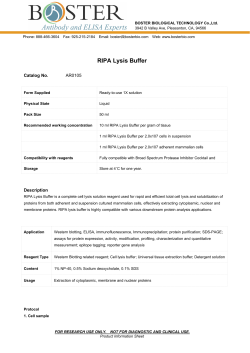 RIPA Lysis Buffer