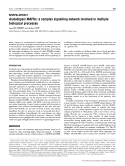 Arabidopsis MAPKs - Biochemical Journal