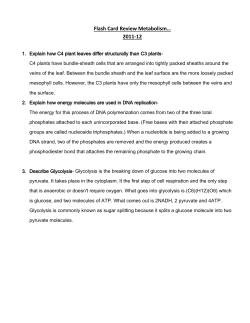 Flash Card Review Metabolism&hellip; 2011-12