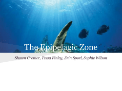 The Epipelagic Zone