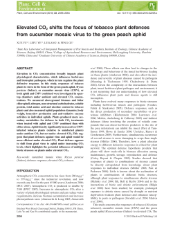 Elevated CO2 shifts the focus of tobacco plant