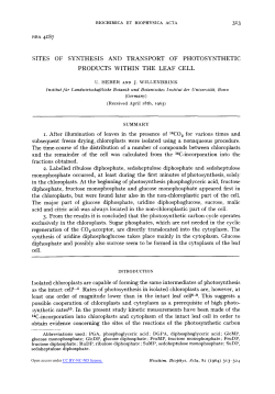 SITES OF SYNTHESIS AND TRANSPORT OF