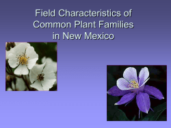Field Characteristics of Families - Native Plant Society of New Mexico