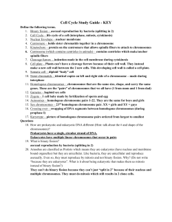 Cell Cycle Study Guide - KEY