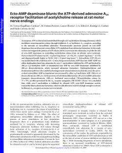 Ecto-AMP deaminase blunts the ATP