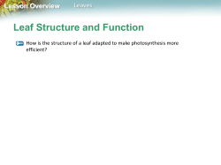 Stomates and Homeostasis