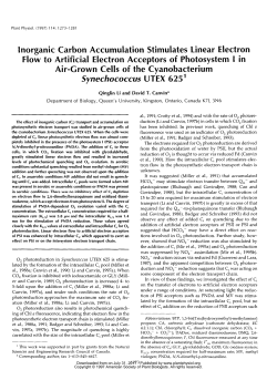 lnorganic Carbon Accumulation Stimulates Linear Electron Flow to