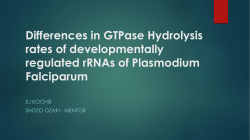 Differences in GTPase Hydrolysis rates of