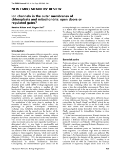 Ion channels in the outer membranes of chloroplasts and mitochondria