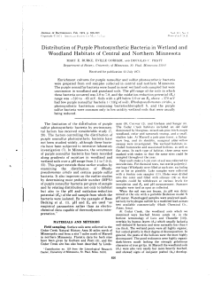 Distribution of Purple Photosynthetic Bacteria in Wetland and