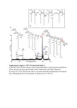 Covalently linked hopanoid-lipid A improves outer