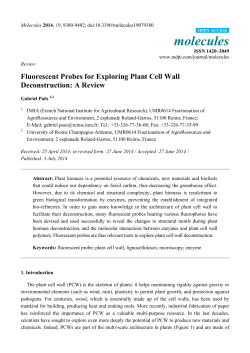 Fluorescent Probes for Exploring Plant Cell Wall