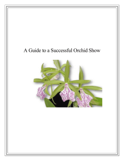 A Guide to a Successful Orchid Show