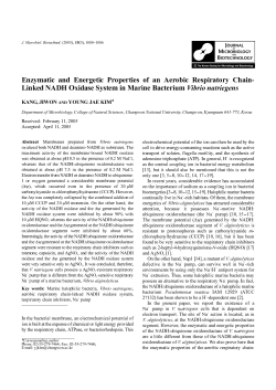 Enzymatic and Energetic Properties of an Aerobic Respiratory Chain