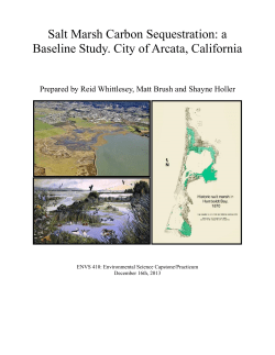 Salt Marsh Carbon Sequestration