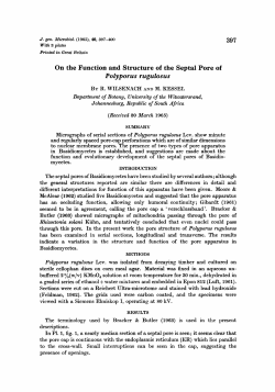 On the Function and Structure of the Septa1 Pore of