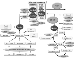 Chromatin structure
