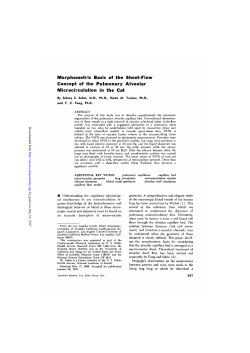 Morphometric Basis of the Sheet-Flow Concept of the Pulmonary