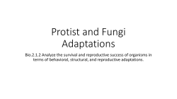 Protist and Fungi Adaptations