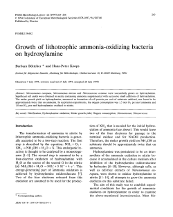 Growth of lithotrophic ammonia-oxidizing