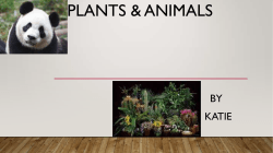 animals-and-plants-pdf