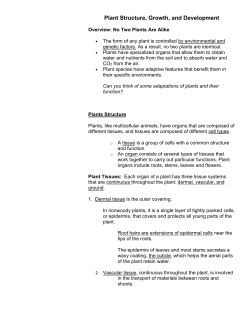 Plant Structure Revised Ch 35