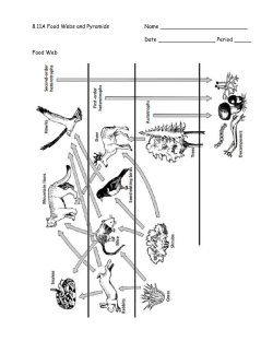 8.11A Food Webs and Pyramids Name Date Period _____ Food