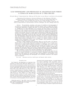 leaf demography and phenology in amazonian rain forest