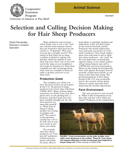 Selection and Culling Decision Making for Hair Sheep Producers