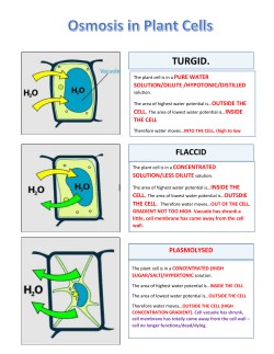 Osmosis in plant and animal cells worksheet