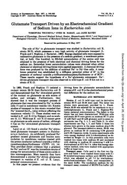 Glutamate Transport Driven by an Electrochemical Gradient of