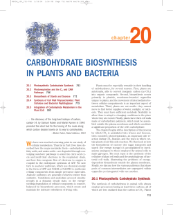 CARBOHYDRATE BIOSYNTHESIS IN PLANTS AND BACTERIA